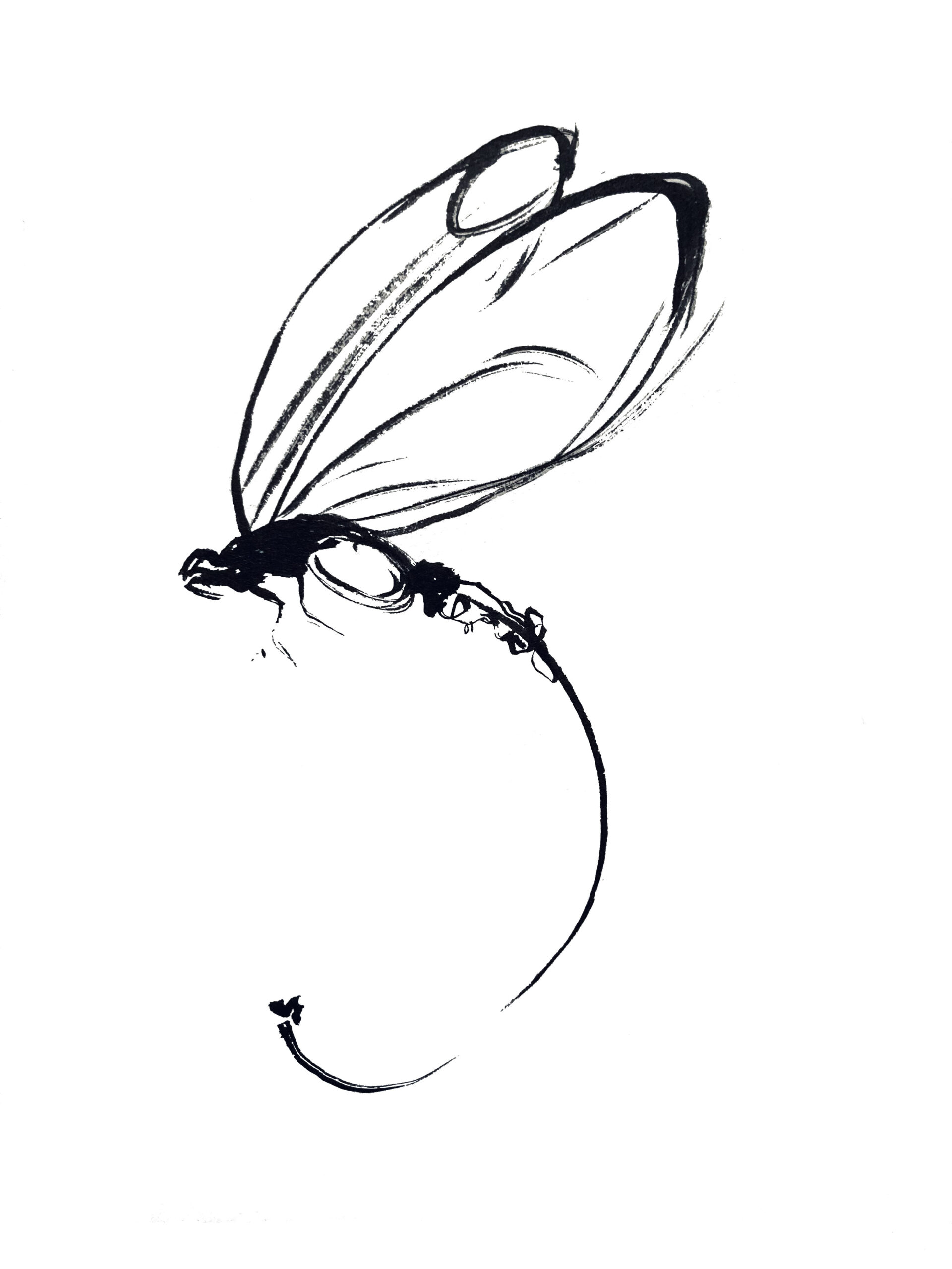 Libellule
